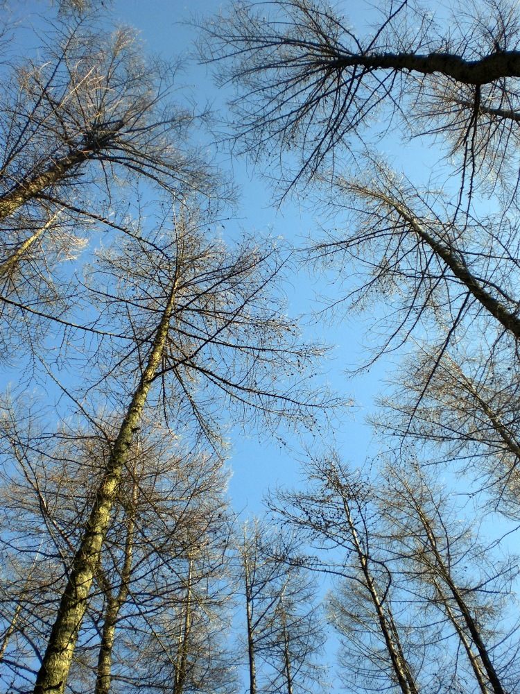 Scot's Pine - Devilla Forest - You Could Feel the Sky