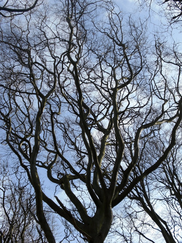 Medusa Tree