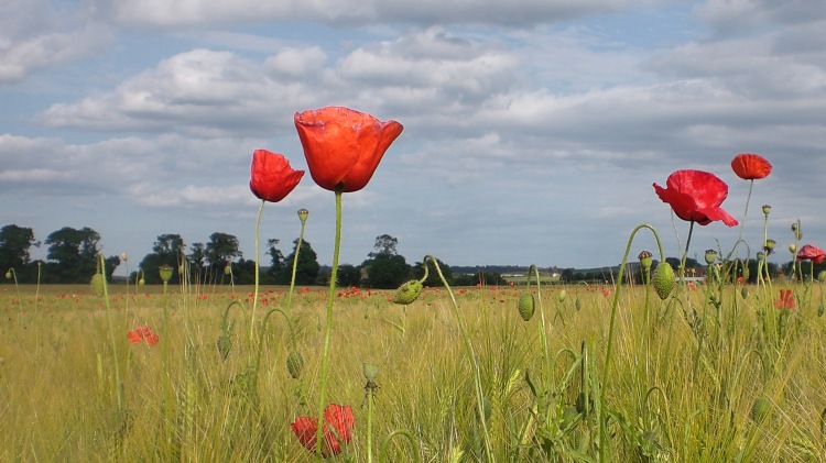 The Poppies are in The Field I