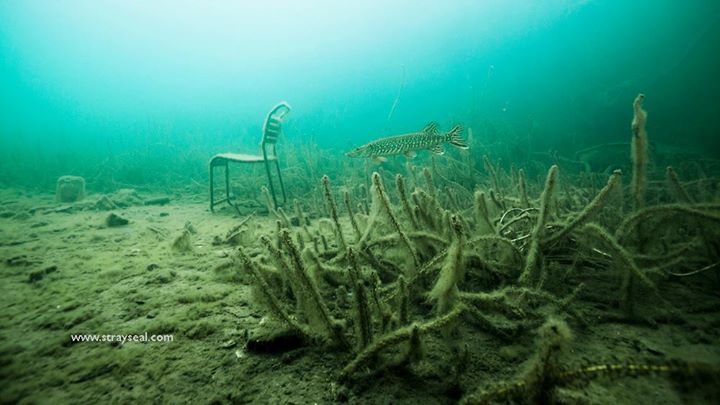 Underwater Chair and Pike ©strayseal